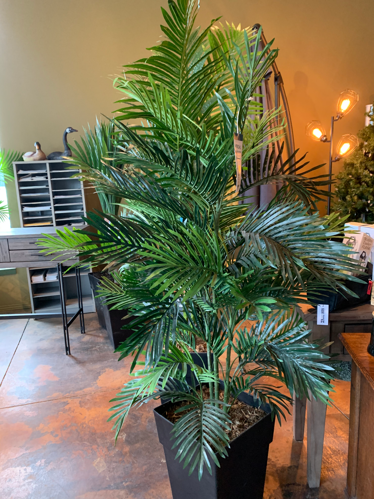 Planter - 5' Areca Palm Tree